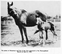 BloodrootBloodroot pictured with her son Bric a Brac