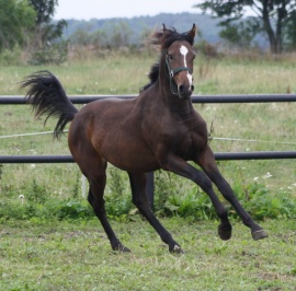 Lys de Darmen  SporthorseData