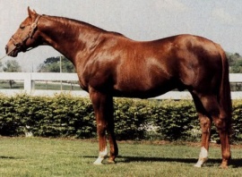 AlydarALYDAR - als Hengst - Standbild