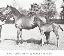 King's CrossKing's Cross & her 1956 Prince Chevalier colt named French Cross