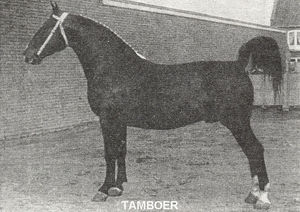 TamboerTamboer