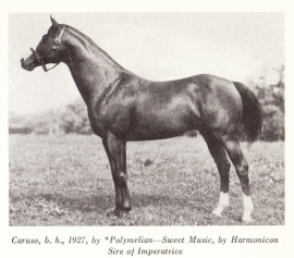 Caruso pictured at stud. none given