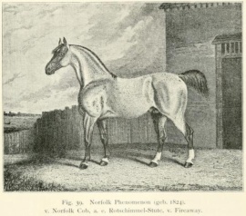 Norfolk PhenomenonNorfolk Phenomenon 1824