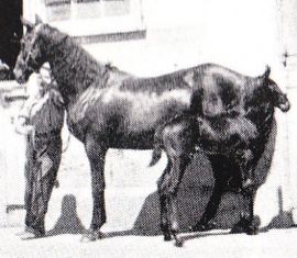 RaphisRhapis pictured as a foal with her dam Entreaty,