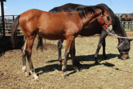 Daring Dragao DFSEternity&#039;s Conto DFS, owned by Dragon Fly Iberian Sport Horses