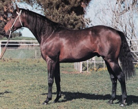 MarinerMariner at Narrung Stud