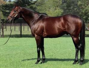 King Kamehameha | SporthorseData