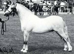 Pendock Legend | SporthorseData