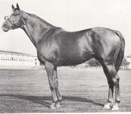 DiscoveryDiscovery stallion pic