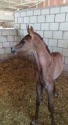 Couple of days oldAlbadry stud