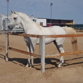 Covid Al BadryMakhzoum as 6yr oldAlbadry stud