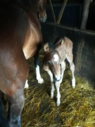 Cornet Royale van de Blommehof Zmorning after being born