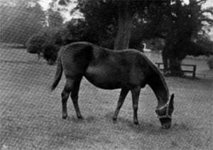 Spoleta pictured at the Place Newton Stud in 1896.