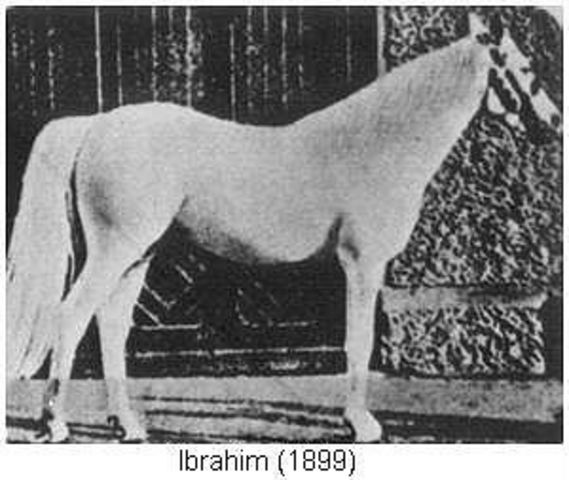 Лошадь миллера. Лошадь породы Барбара. Порода лошади Квага. Конь араб Маршала Жукова порода. Усатая порода лошадей Тринкер.