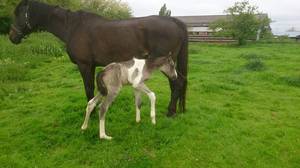 Southdown Freddie