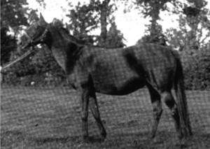 Biserta pictured at Southcourt Stud in 1897.