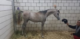 Naseem Al BadryRawi as a yearlingAlbadry stud