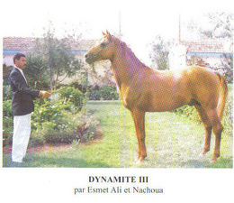 Dynamite 111 hotsell