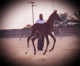 Makhzoum Al DaarNaseem al badryAlbadry stud