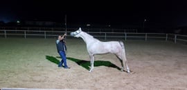 Amel Al BadryAseela al badryAlbadry stud