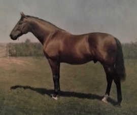 MusketWonderful colour photo of Musket at Sylvia Park Stud, AucklandKings of the Turf