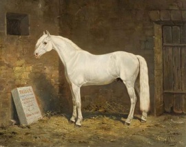 Паша, светло-серый жеребец, (А.Д. Чиркин),1878