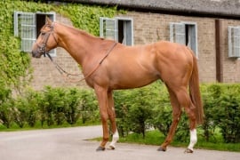 Galileo Gold | SporthorseData