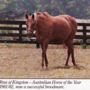 Rose of Kingston in USA.