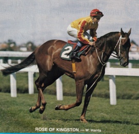 Rose Of Kingston - Wayne Harris