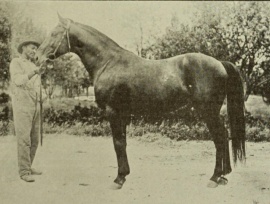 Ogden- 1894