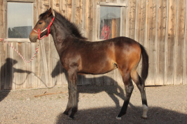 Dakota WranglerDaring Dragao DFS, bred and owned by Dragon Fly Iberian Sport Horses