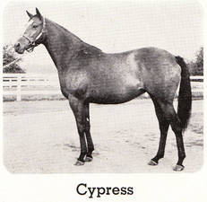 CypressCypress