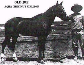 Old JoeOld Joe