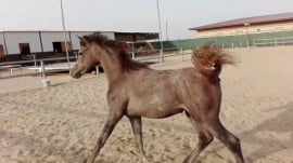 Rawi Al BadryAmel yearlingAlbadry stud