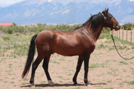 Plutao D&#039;Noble, owned by Dragon Fly Iberian Sport Horses, bred by Casa do Noble Lusitanos