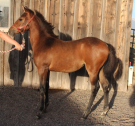 Mister Chaval KrewsOx&#039;s Ana Dia DFS, bred and owned by Dragon Fly Iberian Sport Horses