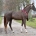 630,000 euros for DSP dressage champion stallion by Benicio