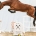 Hannoveraner Free jumping competition live on the Internet