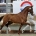33 stallions selected for NRPS stallion inspection
