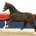 21 young stallions through to the Oldenburg licensing in April
