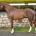 Horse Sport Ireland Studbook Stallion Selections 2021 