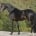 The Contender son Conteur