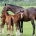 Discover the Secrets of Elite Horse Breeding