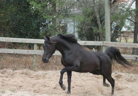 TanZyr Arabians