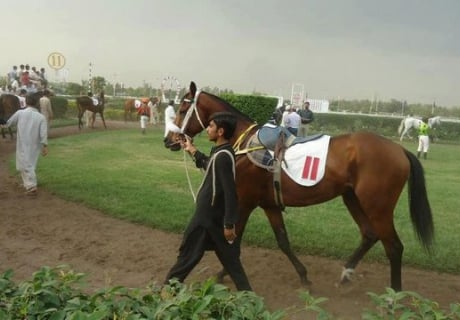 Pakistan ThoroughBred Horse