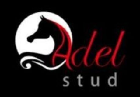 Adel Stud