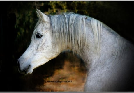 Desert Heritage Arabians