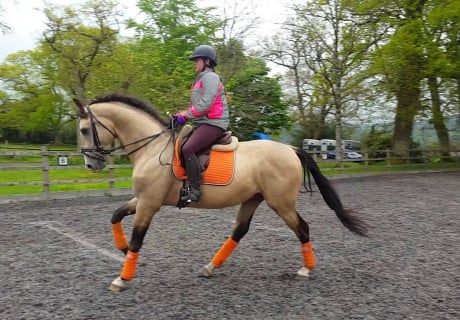 Foxboro Performance Horses