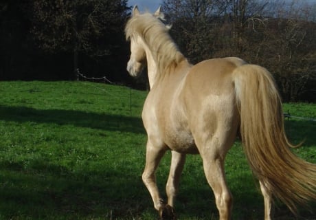 Haras D'Uzziel