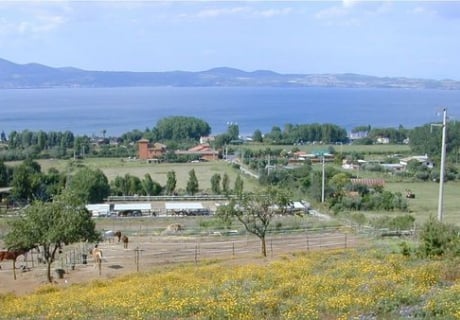 Al Shrook Farm